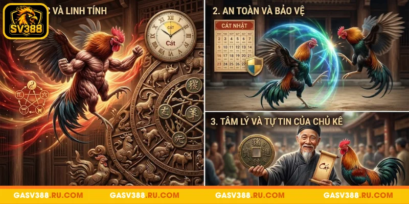 Lý do quan trọng hội viên nên xem ngày đá gà theo 12 con giáp