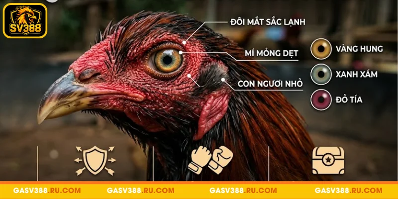 Tổng hợp kiến thức về gà mắt rắn
