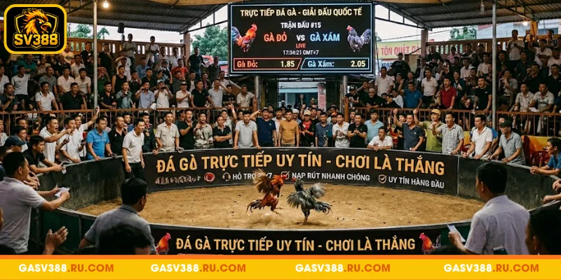 Ưu điểm nổi bật khi tham gia đá gà trực tuyến uy tín