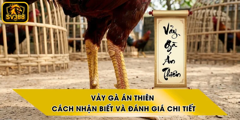 Vảy Gà Án Thiên - Cách Nhận Biết Và Đánh Giá Chi Tiết